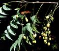 Capsicum frutescens